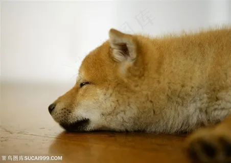 可爱狗狗-趴着睡觉的小狗柴犬