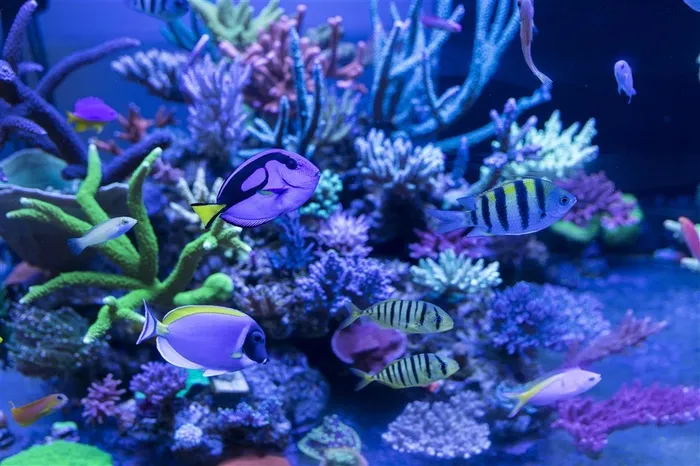 绮丽的海底世界摄影