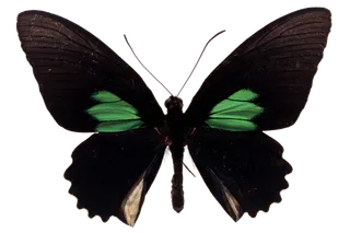 蝴蝶 彩蝶 花蝴蝶 动物 昆虫 免抠