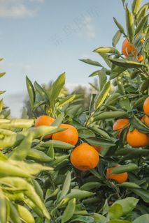 桔子果树图片