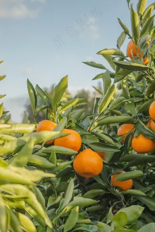 桔子果树图片