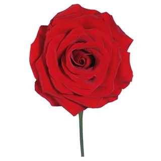 鲜花玫瑰免扣素材