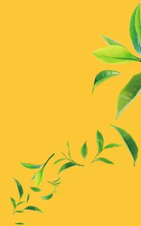 绿色茶叶素材 绿色茶叶素材