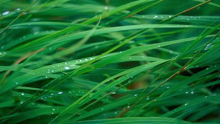 唯美高清绿色植物水珠