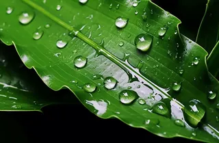 下雨天绿叶植物上的雨水雨滴摄影图