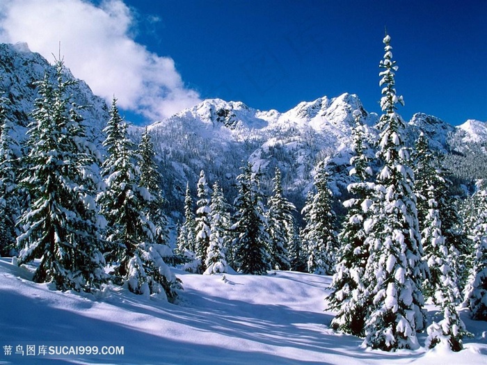 雪景大树壁纸