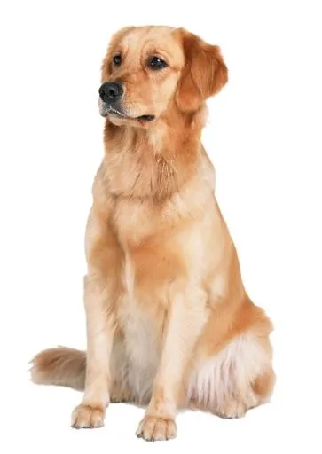 拉布拉多犬 PNG免抠(852x1200)