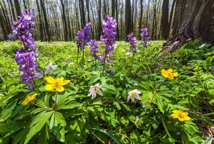 春季山水园林风景摄影