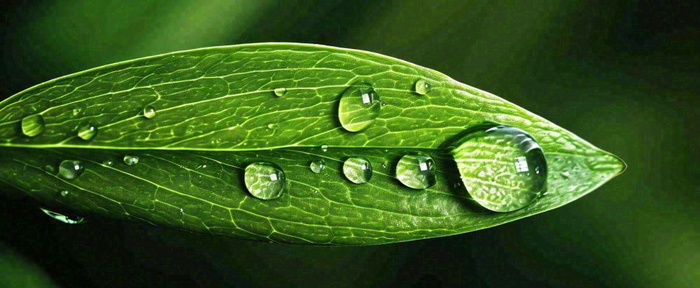 夏天绿叶露水露珠萌芽清新，雨水白露谷雨摄影图(1712x704)