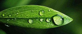 夏天绿叶露水露珠萌芽清新，雨水白露谷雨摄影图