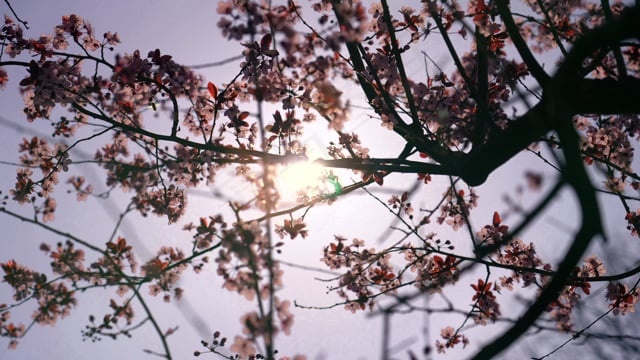 花朵, 樱桃花, 花瓣, 盛开, 阳光, 开花, 自然