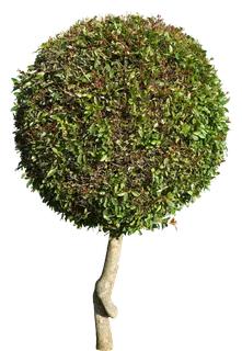高清树木素材 免抠PSD植物素材 美术绘画园林贴图 树草灌木花草 高清树木素材 免抠PSD植物素材 美术绘画园林贴图 树草灌木花草
