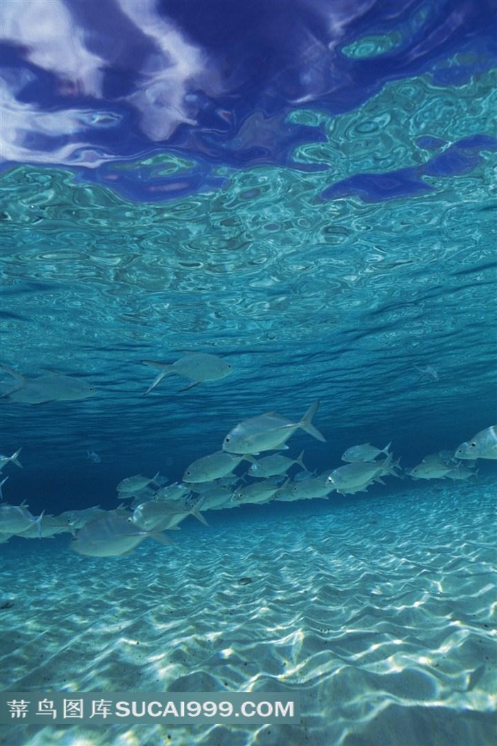 海洋浅水鱼类高清写真素材大图