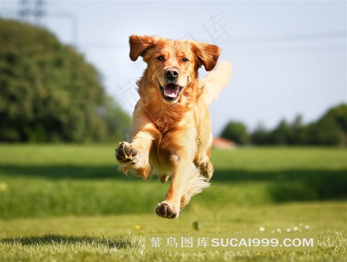 欢跳的小狗狗高清图片