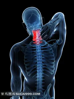 医疗透视系列 - 唯美人体透视 医疗透视系列 - 唯美人体透视