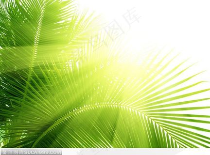 太阳光照在棕榈叶上