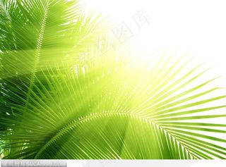 太阳光照在棕榈叶上