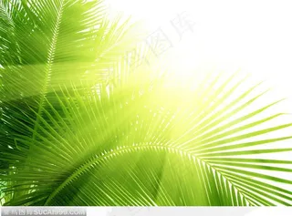 太阳光照在棕榈叶上