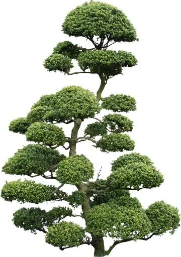树PNG免抠(1119x1590)