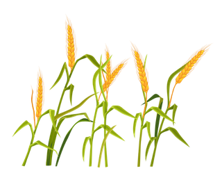 24节气芒种谷雨插画矢量元素