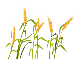 24节气芒种谷雨插画矢量元素