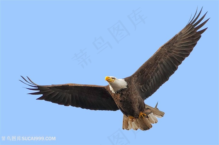 雄鹰展翅老鹰图片