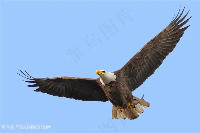 雄鹰展翅老鹰图片