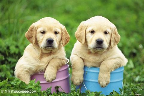 高清蹲在小桶里的金毛狗狗图片