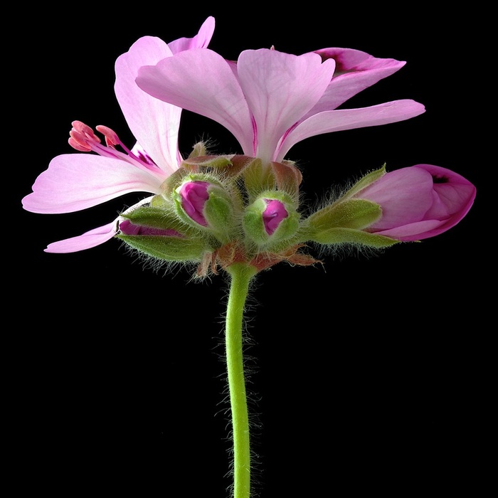 高清特写香叶天竺葵鲜花图片