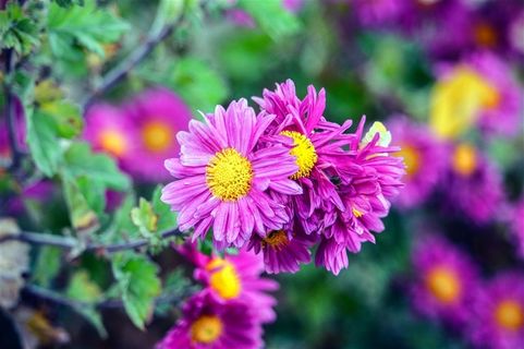 美丽的紫色花卉鲜花图片 美丽的紫色花卉鲜花图片