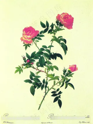 花卉树枝复古插画