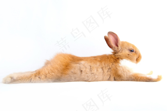 野兔图片
