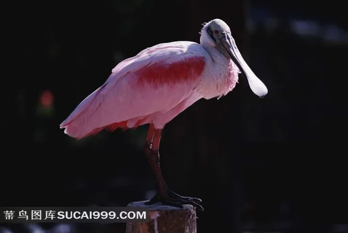 站在木桩上的粉红色鸟类