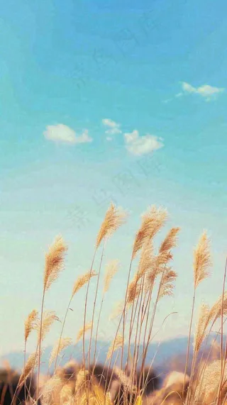 秋天蓝天户外芦苇草，立秋秋分摄影图