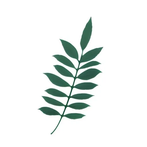 叶子树叶免抠(2048x2048)