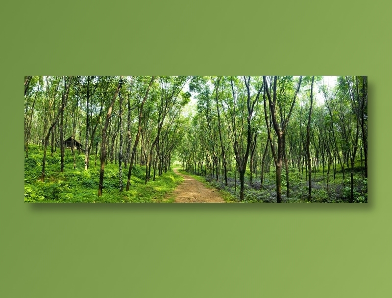 绿色树林风景图片素材