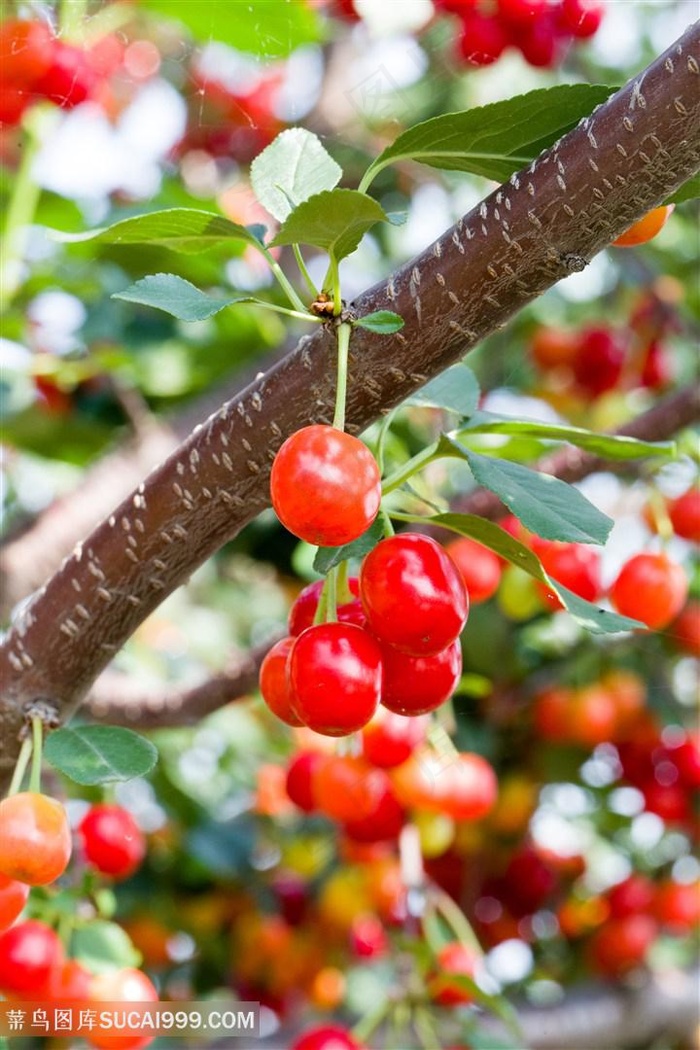 鲜红剔透的樱桃