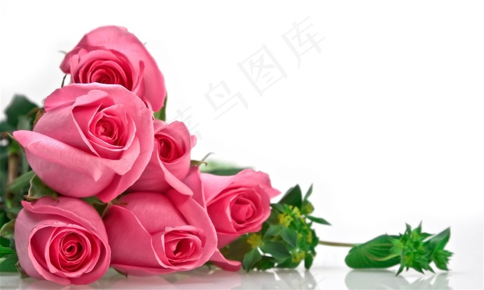 六朵粉色玫瑰