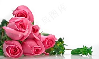 六朵粉色玫瑰