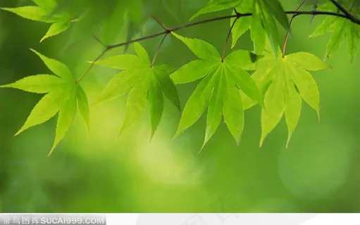 绿色枫叶叶子绿色背景 绿色枫叶叶子绿色背景