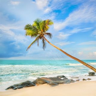 高清海滩椰树风景图片