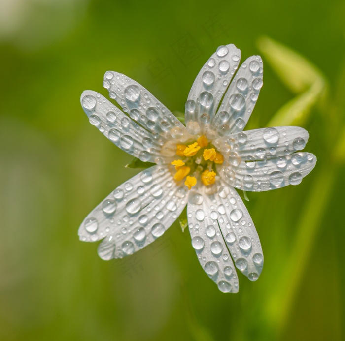 白色花朵露珠图片