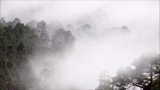 森林, 多雾路段, 自然, 树木, 景观, 云, 天气