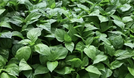 绿色叶片素材 绿色叶片素材