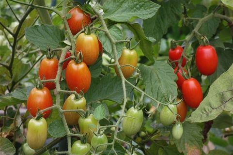 半青不红的小番茄高清摄影图片