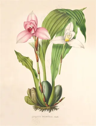 现代兰花手绘彩绘插画图片素材