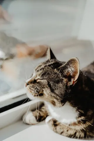 可爱猫咪猫猫摄影素材