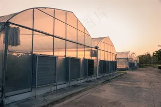 整齐的绿色蔬菜大棚高清大图