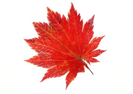 秋叶红叶一 秋叶红叶一