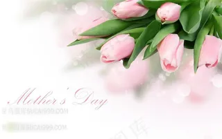 母亲节素材郁金香
